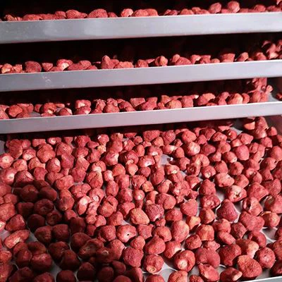 vacuum freeze dryer good price
